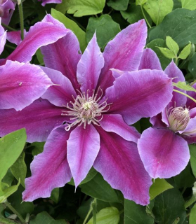Clematis 'Doctor Ruppel'